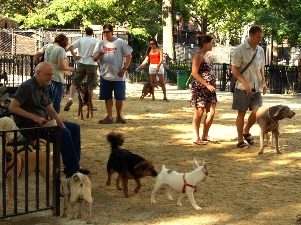 OPEC: Oneonta Dog Park A Possibility | AllOTSEGO.com