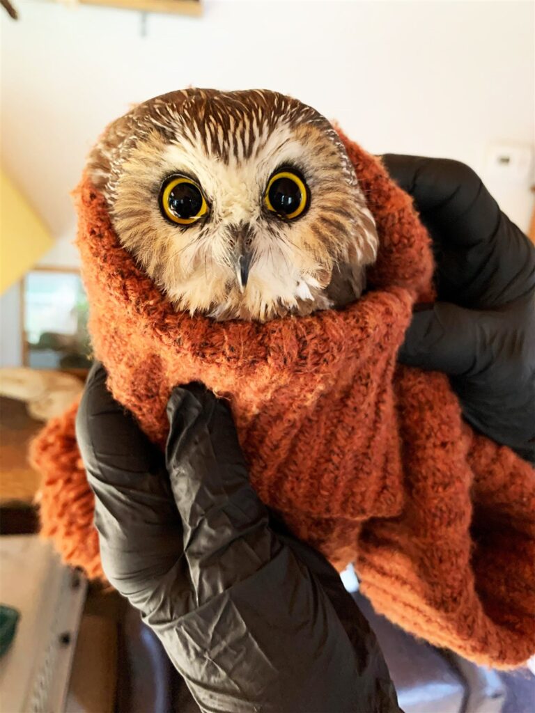 rocky the owl stuffed animal